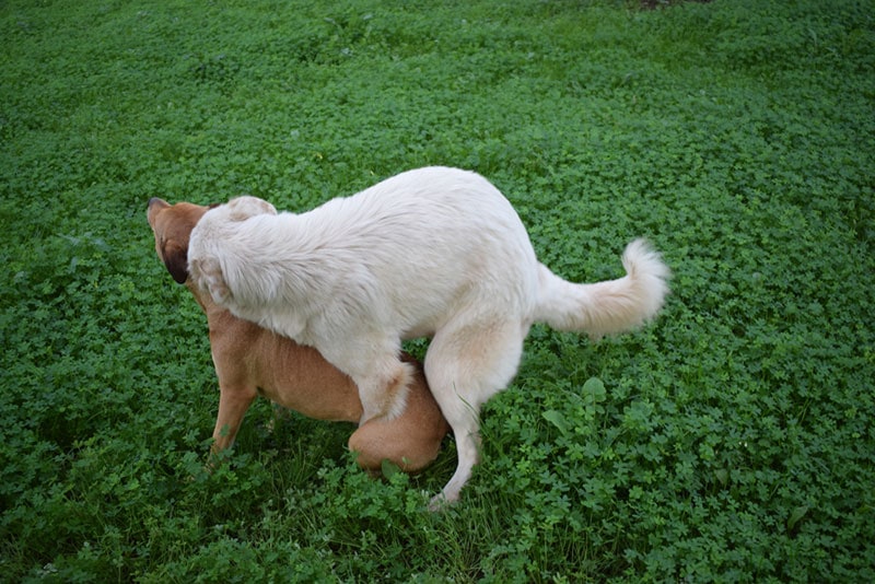 female dog mounting another female dog in the yard