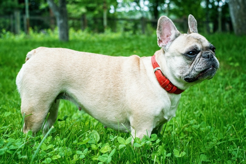 female french bulldog standing on grass
