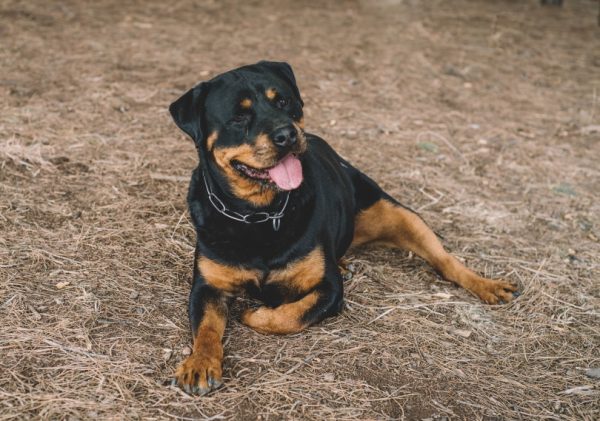 female german rottweiler