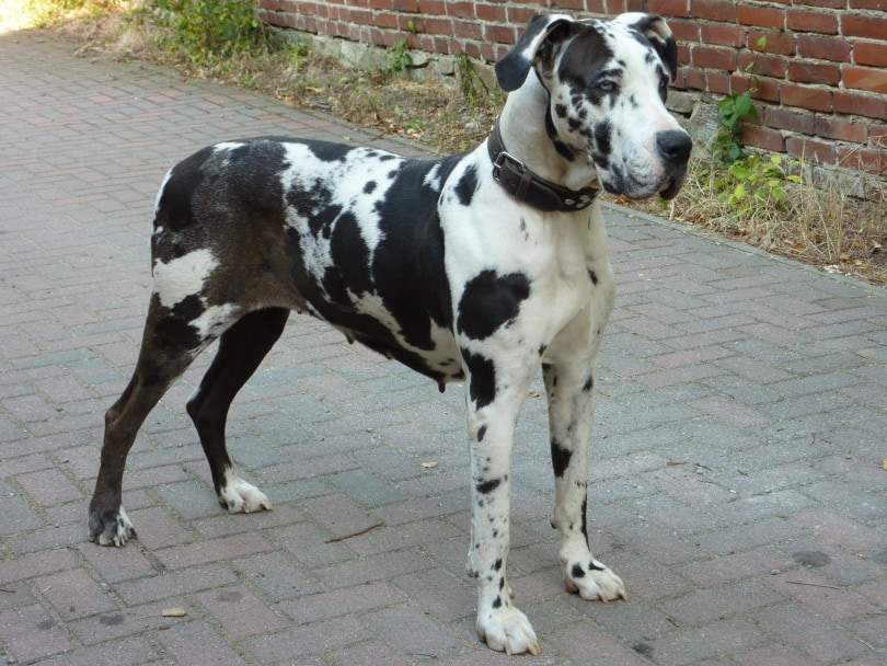 female great dane