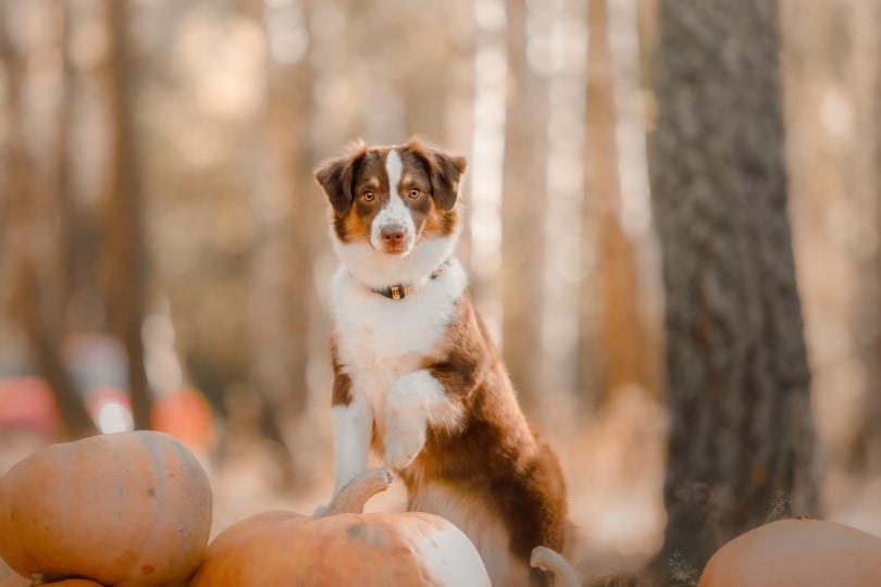 female miniature american shepherd