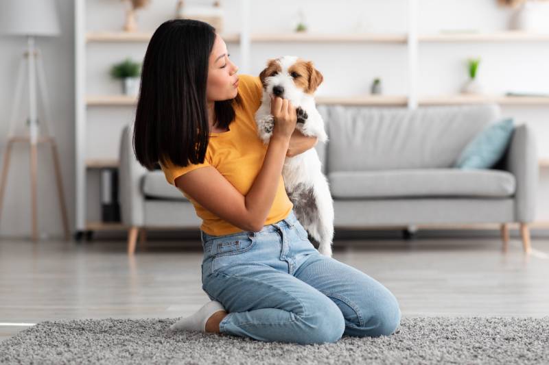 female owner giving healthy treats while cuddling with her jack russel terrier puppy at home