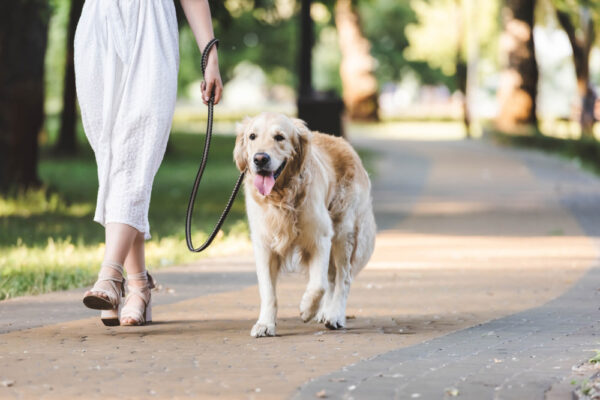 female owner walking her golden retriever dog on a pathway