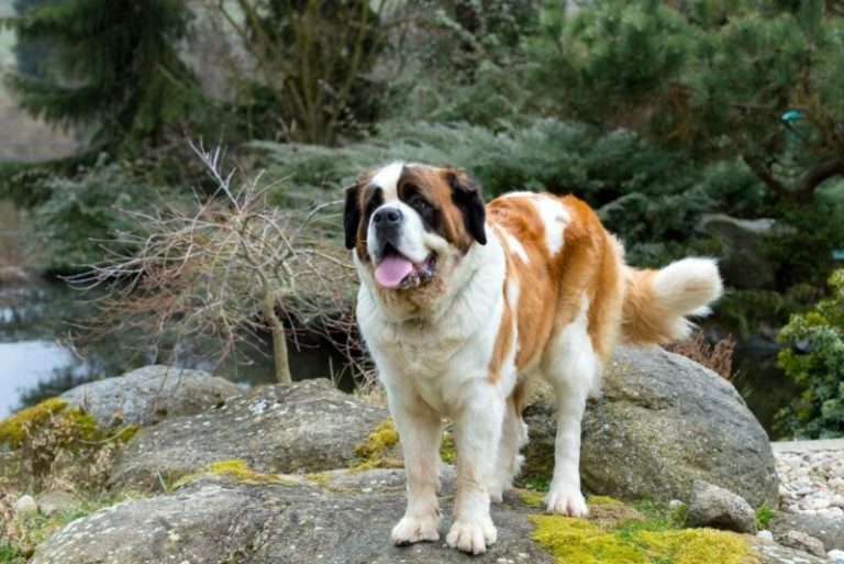How Much Do St. Bernards Cost? 2026 Price Guide – Dogster
