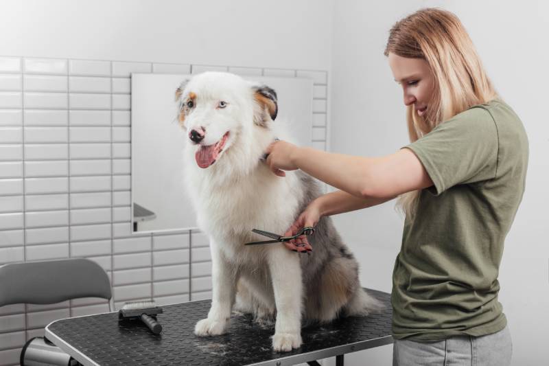 female trimming australian shepherd dog in salon