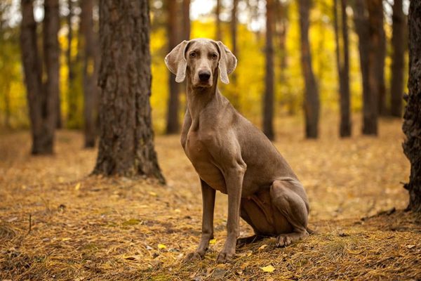 female weimaraner dog in the forest