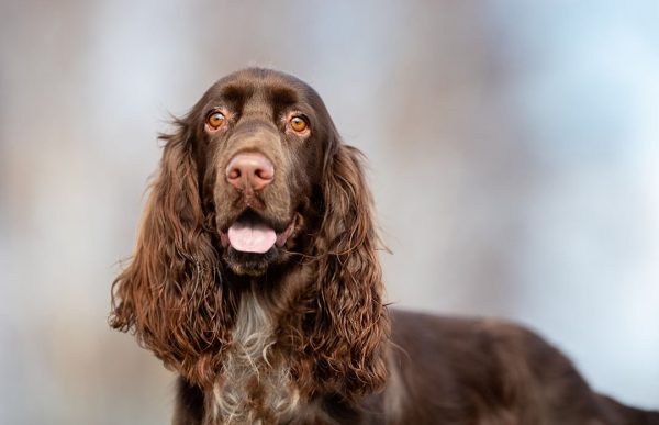 field-spaniel-close-up