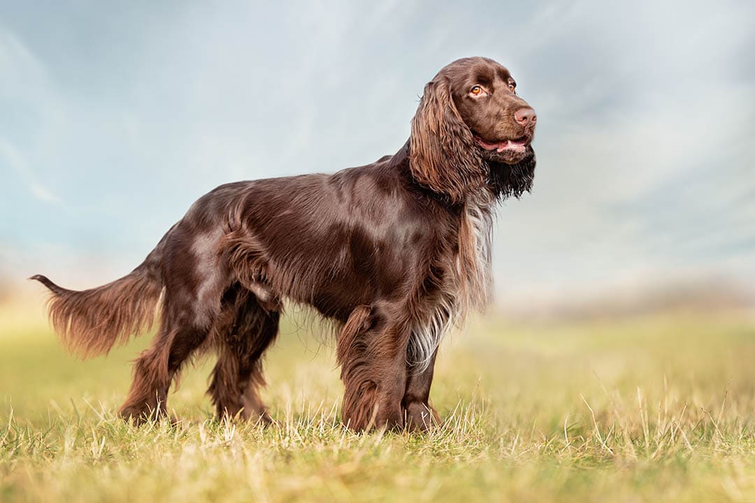 field-spaniel-outdoor