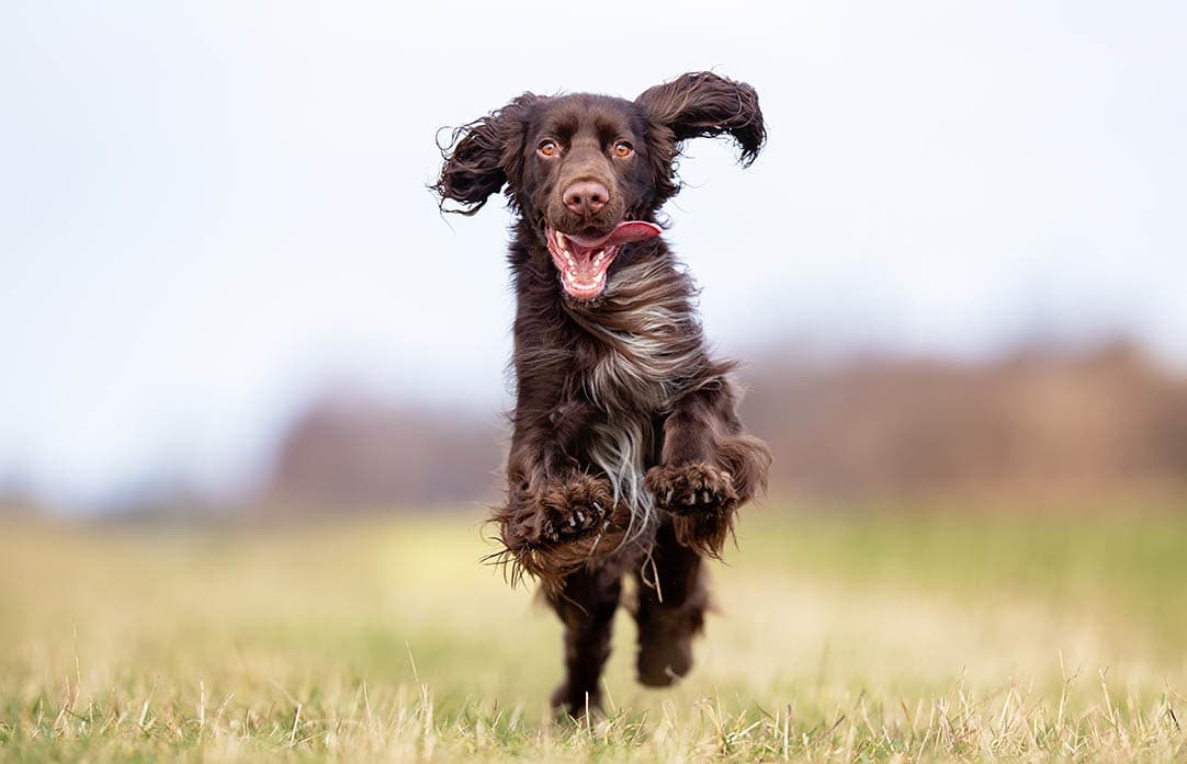 field spaniel running