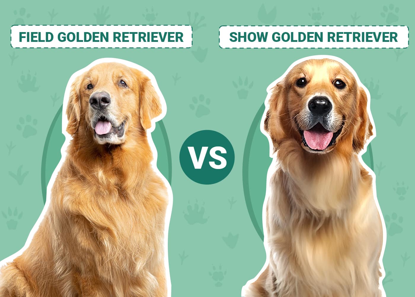 Field Golden Retriever vs Show Golden Retriever Main Differences (With