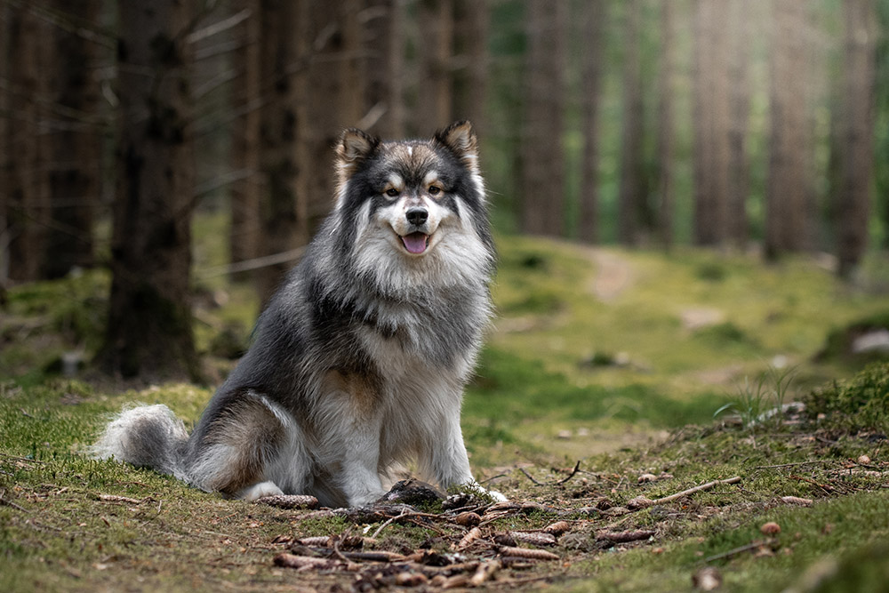 Finnish Lapphund dog in the forest