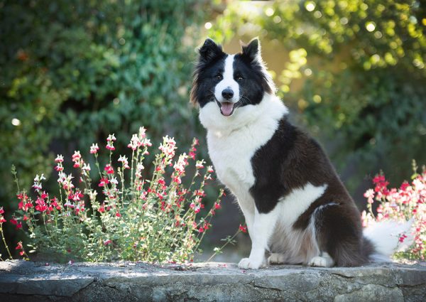 Finnish Lapphund dog in the garden