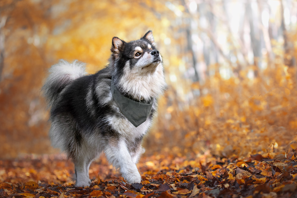 Finnish Lapphund dog outdoor during autumn