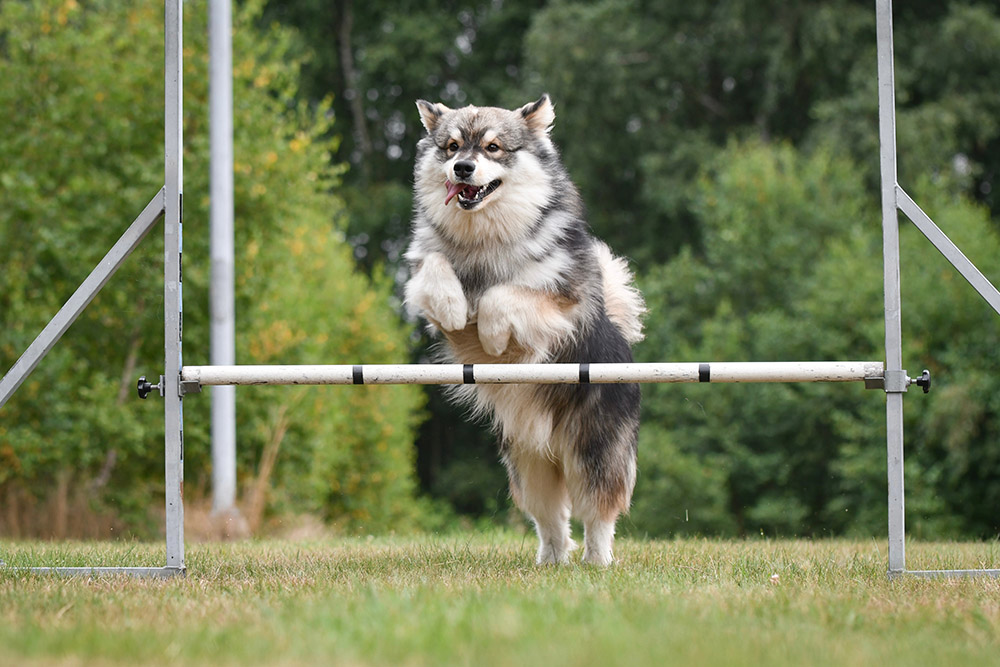 Finnish Lapphund dog jumps over the obstacle