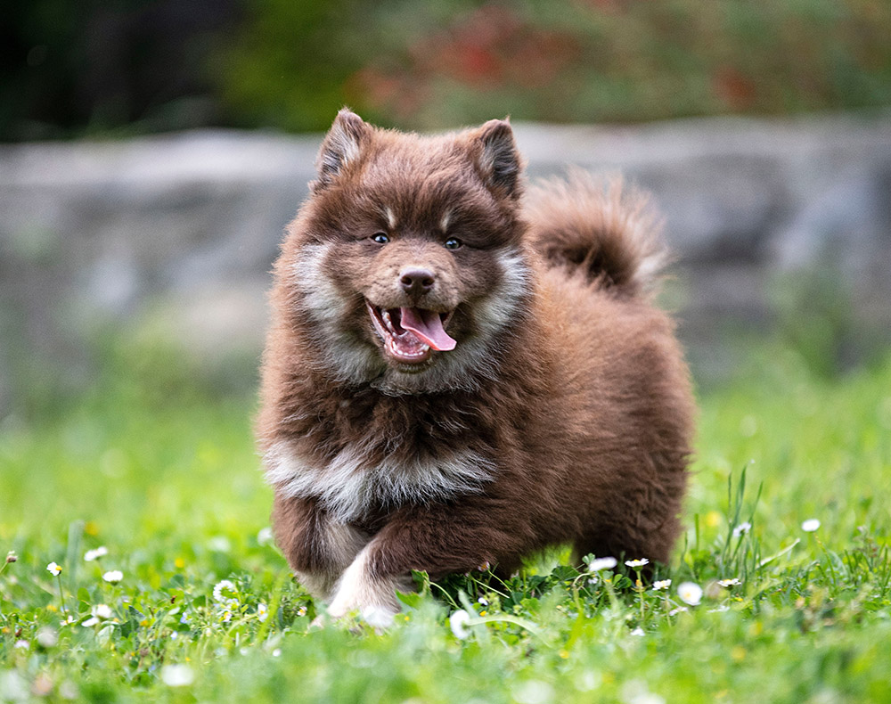 Finnish Lapphund puppy playing in the garden