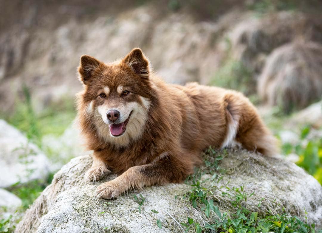 Finnish Lapphund resting on the stone