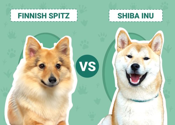 Finnish Spitz vs Shiba Inu