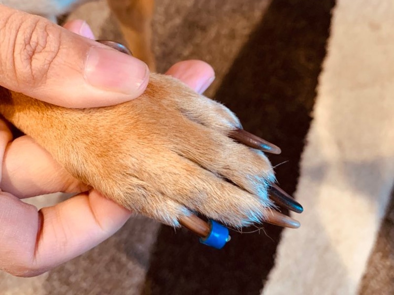 first ToeGrip application