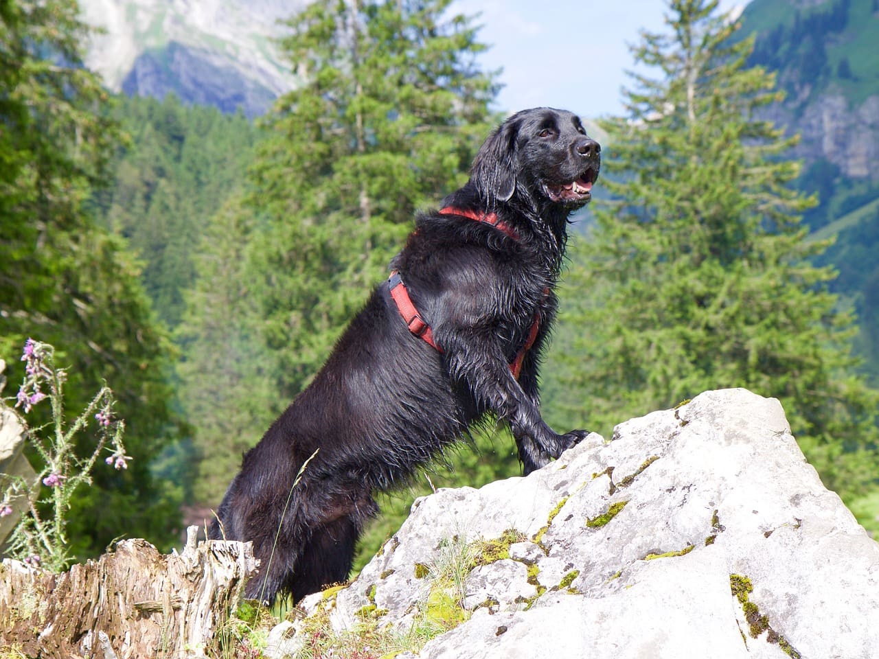 flat coated retriever hiking