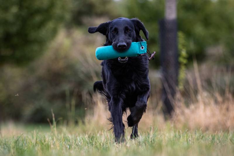 flat coated retriever running outdoors