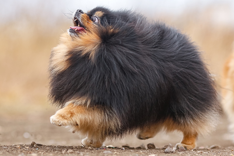 fluffy dog ​​breed pomeranian stands