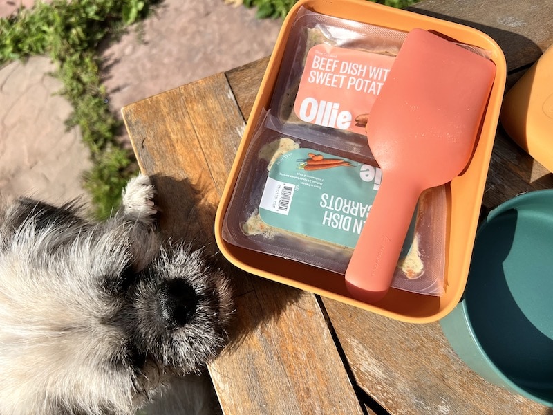 fluffy white dog face looking at Ollie dog food in container with scoop
