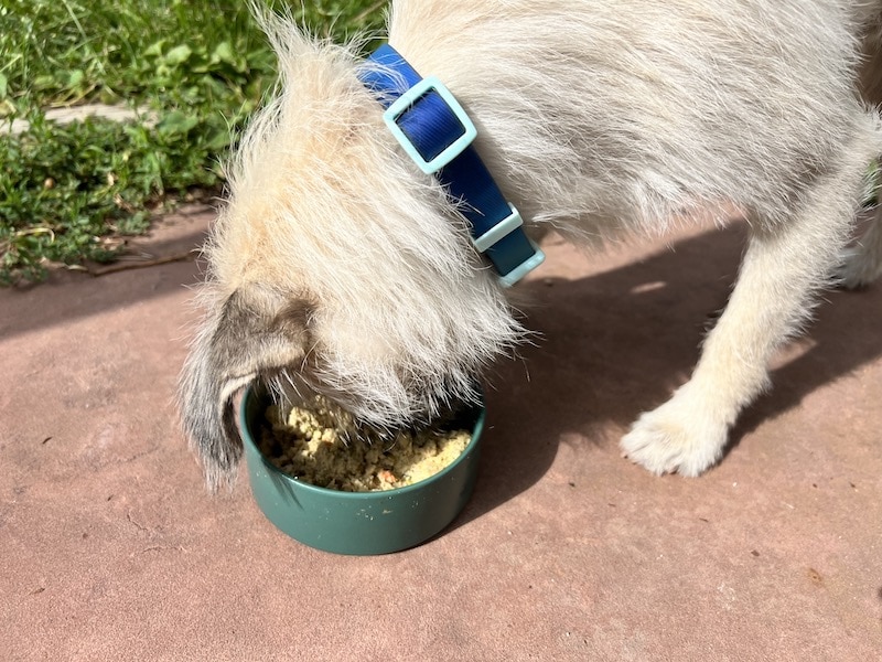 fluffy white dog with blue collar eating Ollie dog food chicken recipe