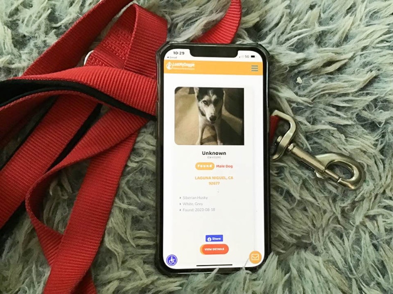 found dog on lost my doggie site