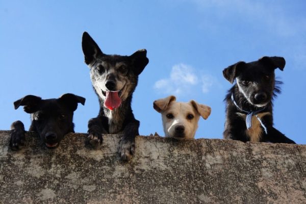 four dogs looking at the camera