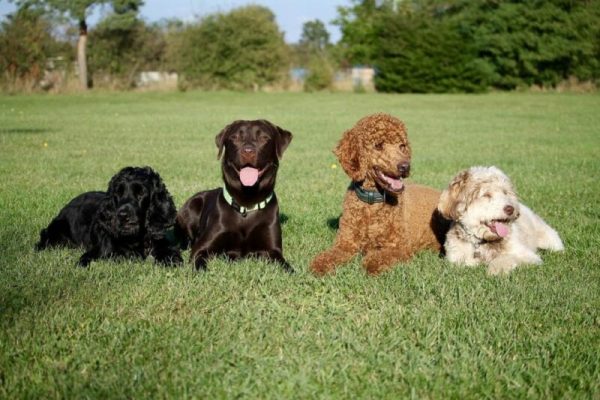 four dogs on a grass during daylight