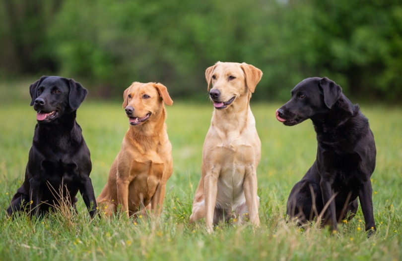 Are Labrador Retrievers Smart?: Unveiling Their Intelligence