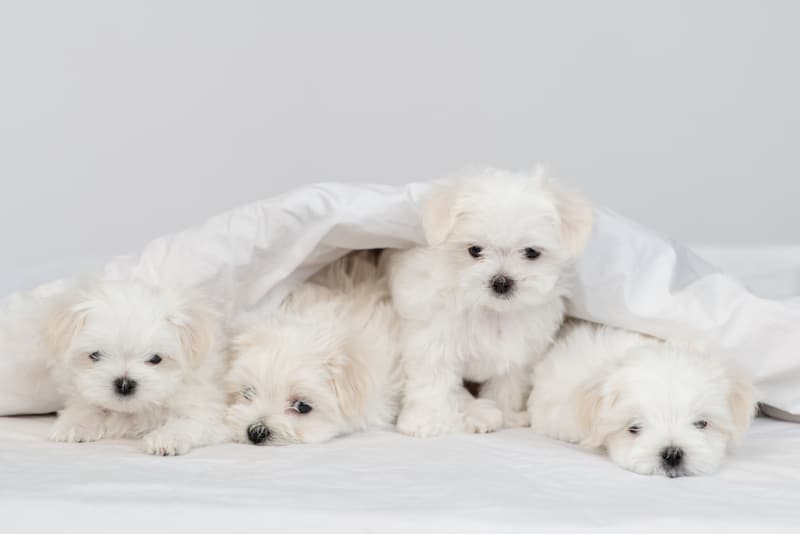 four little maltese puppies lying on bed