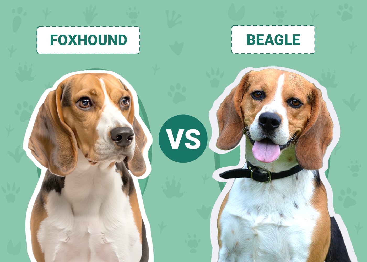 Foxhound vs Beagle