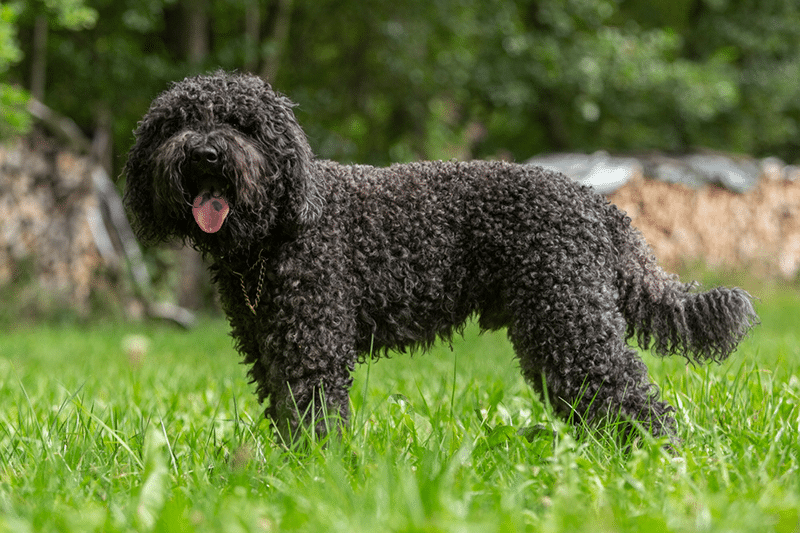 french barbet water dog