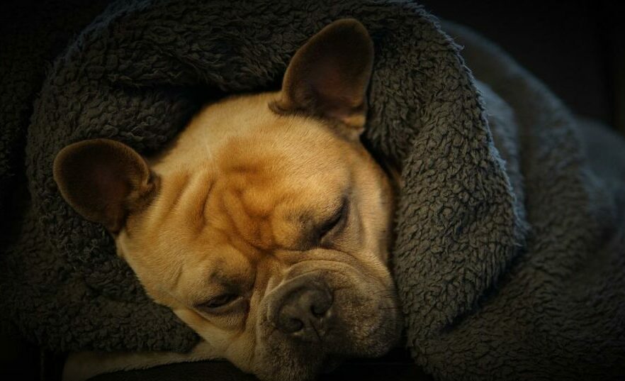 french-bulldog