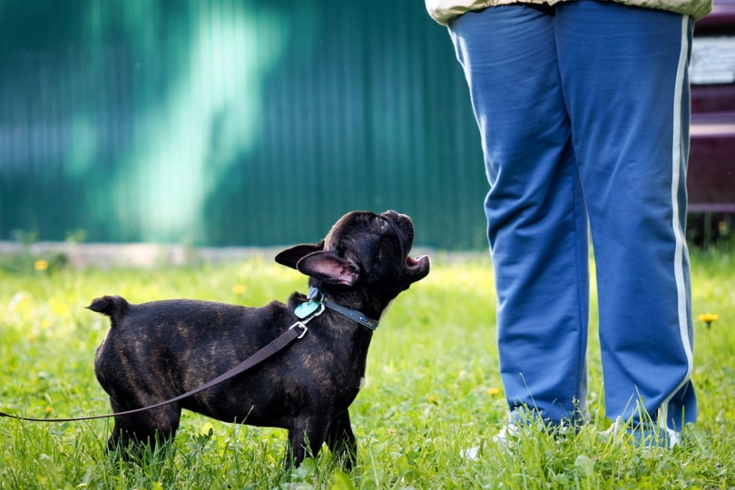 french bulldog barking