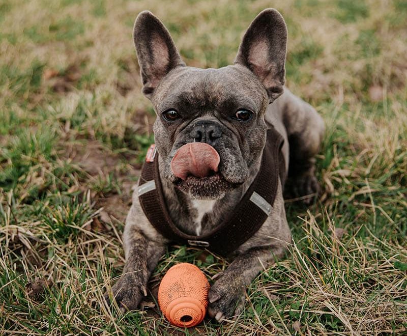 French Bulldog dropped its toy