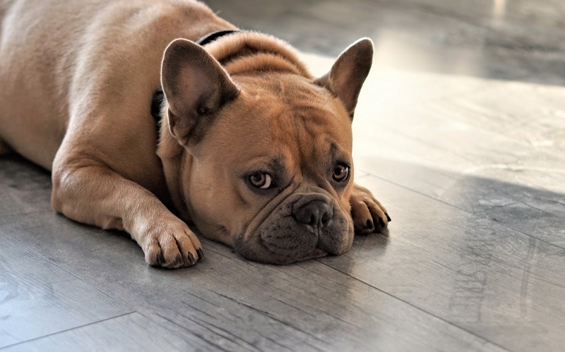 french bulldog lying down on the floor