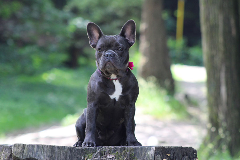 french bulldog on a trunk