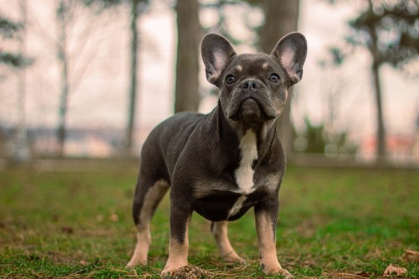 french bulldog on the grass