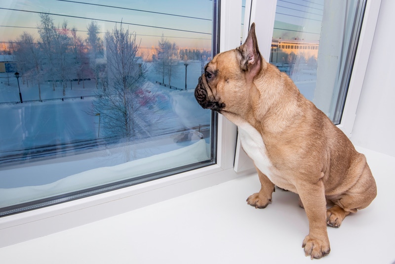 french bulldog sitting near the window