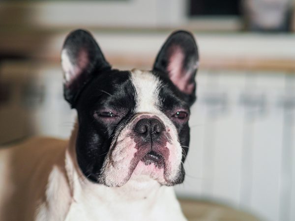 french bulldog squinting