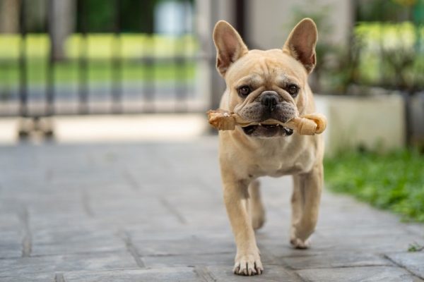 french bulldog with a rawhide bone