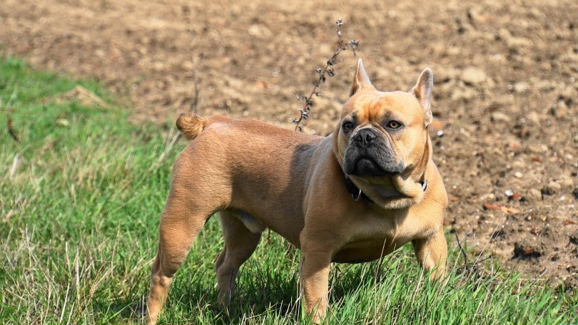 french bulldog