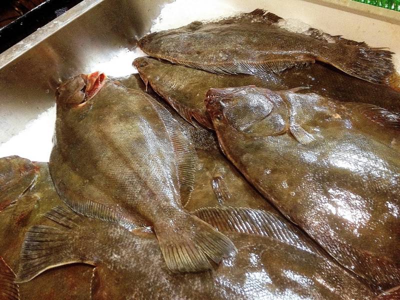 fresh flounder fish