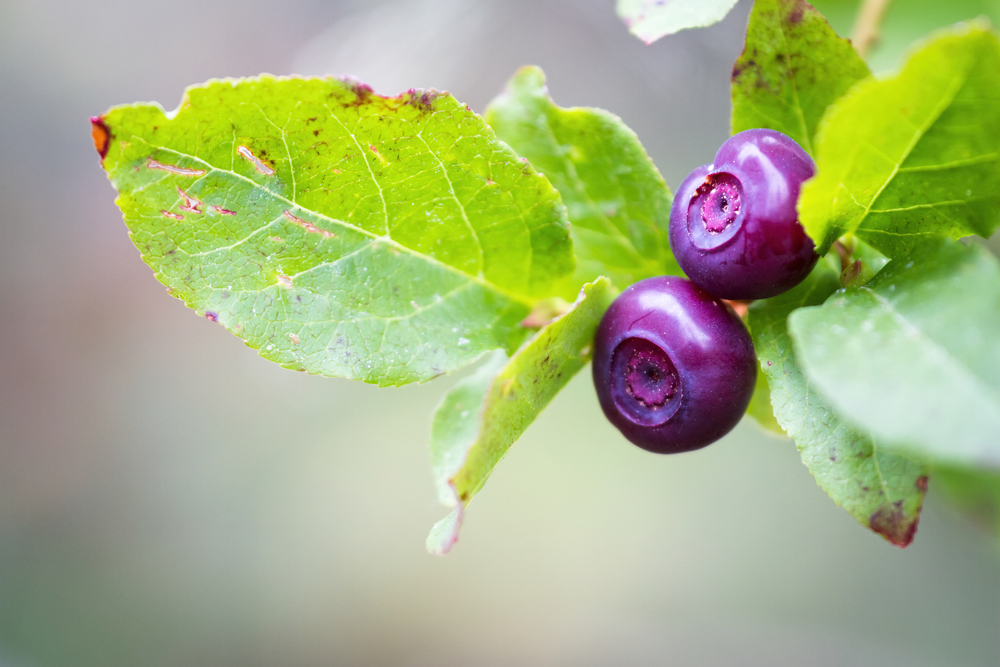 fresh huckleberries on branch