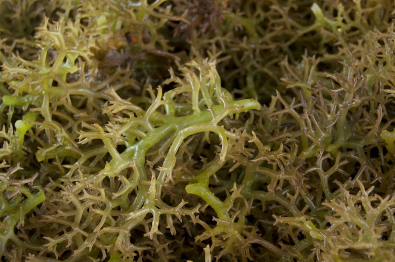 fresh seaweed