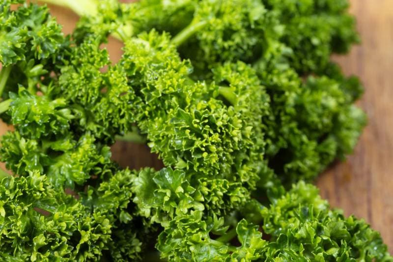 Can Dogs Eat Parsley? VetReviewed Facts & FAQ Dogster