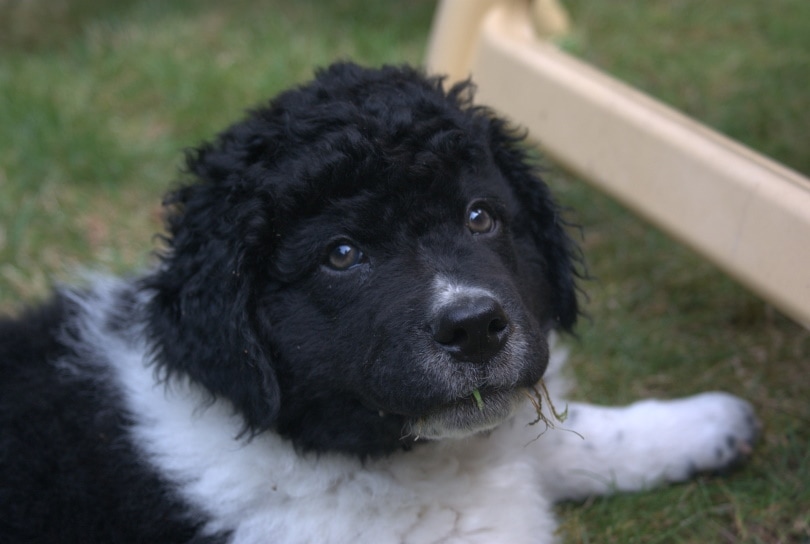 frisian water dog puppy_hetty2302_Pixabay
