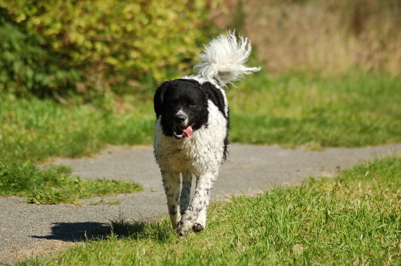 frisian water dog walking